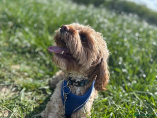 Cavapoo dogs in Horsham - Advert 4