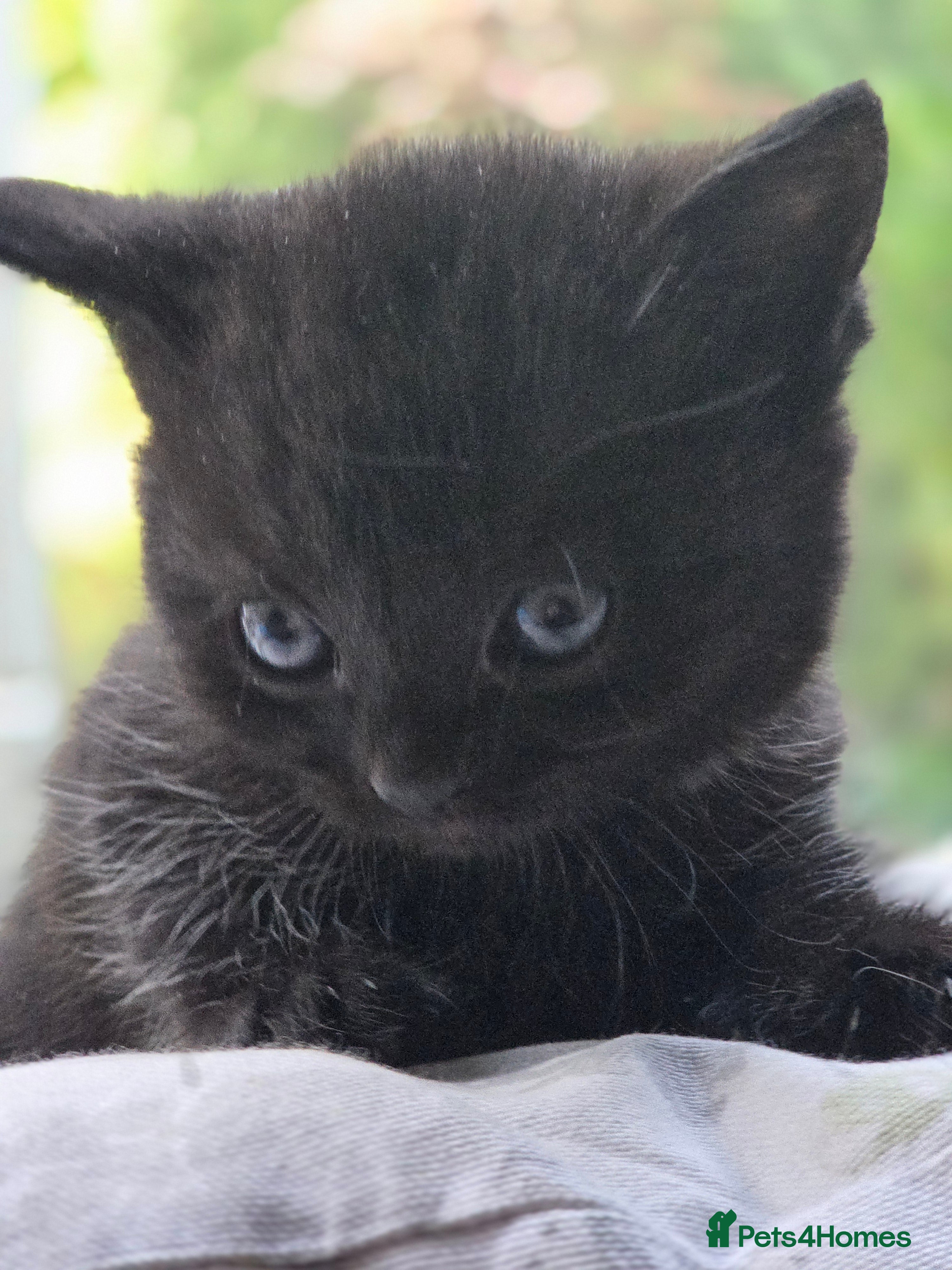 Mixed Breed cats 🐾 Two Kittens Looking for Their Forever Homes! 🐾 - Advert 2