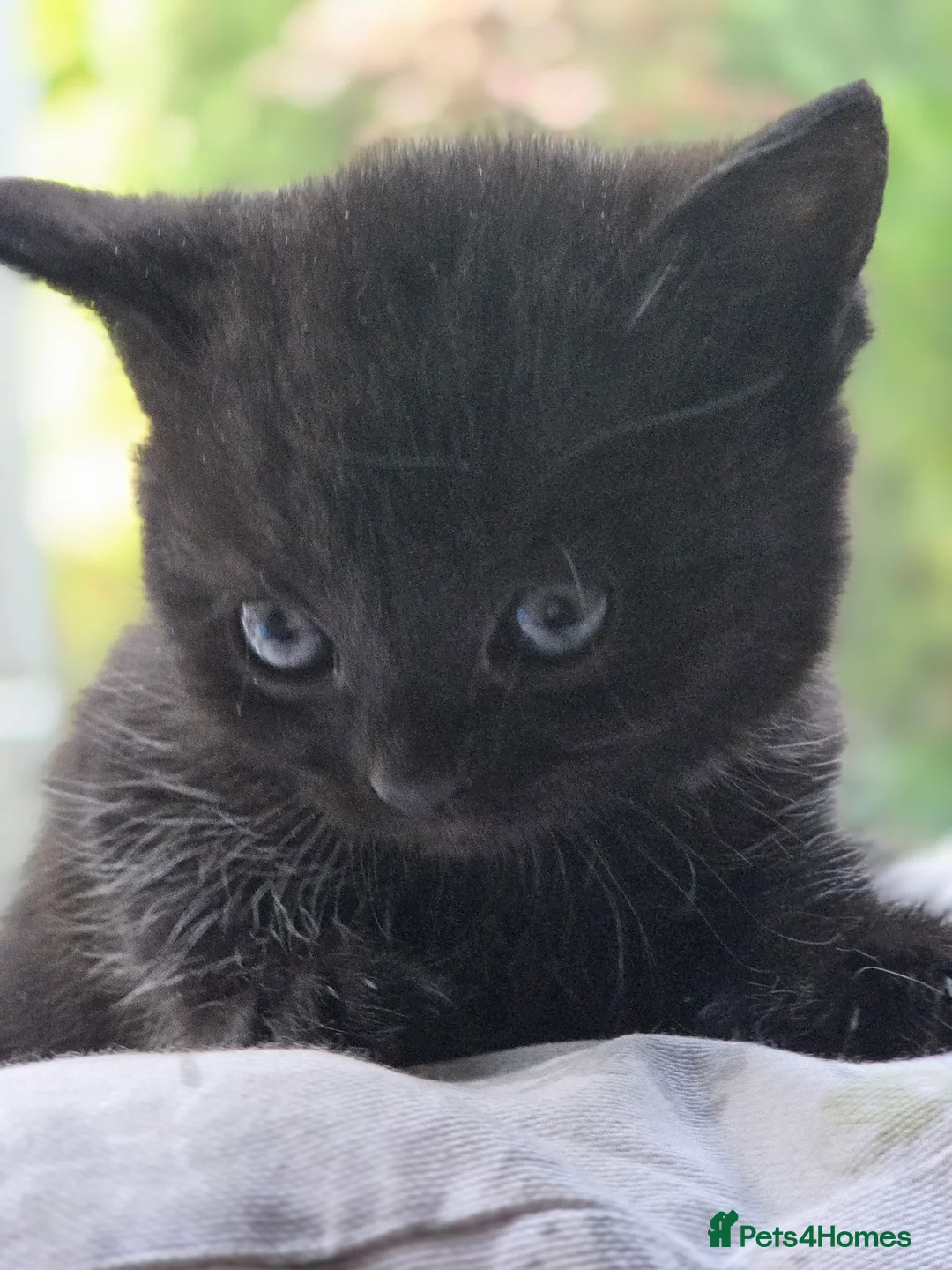 Mixed Breed cats for sale: 🐾 Two Kittens Looking for Their Forever Homes! 🐾 in Southampton - Advert 2