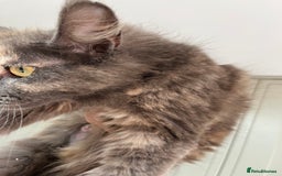 Mixed Breed cats for sale: Moggy kittens (half Mainecoon) - Image 8