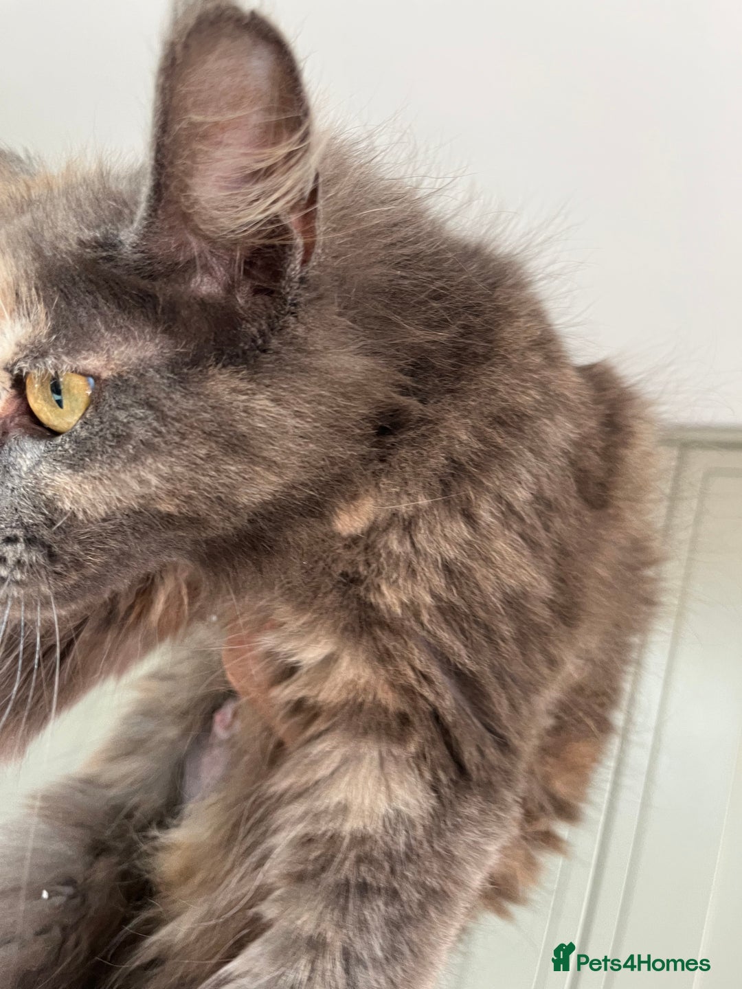 Mixed Breed cats for sale: Moggy kittens (half Mainecoon) - Image 8