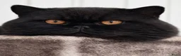 British Shorthair cats for sale: Ready now, Beautiful Black Tortilla Lady 🖤🧡  - Advert 5