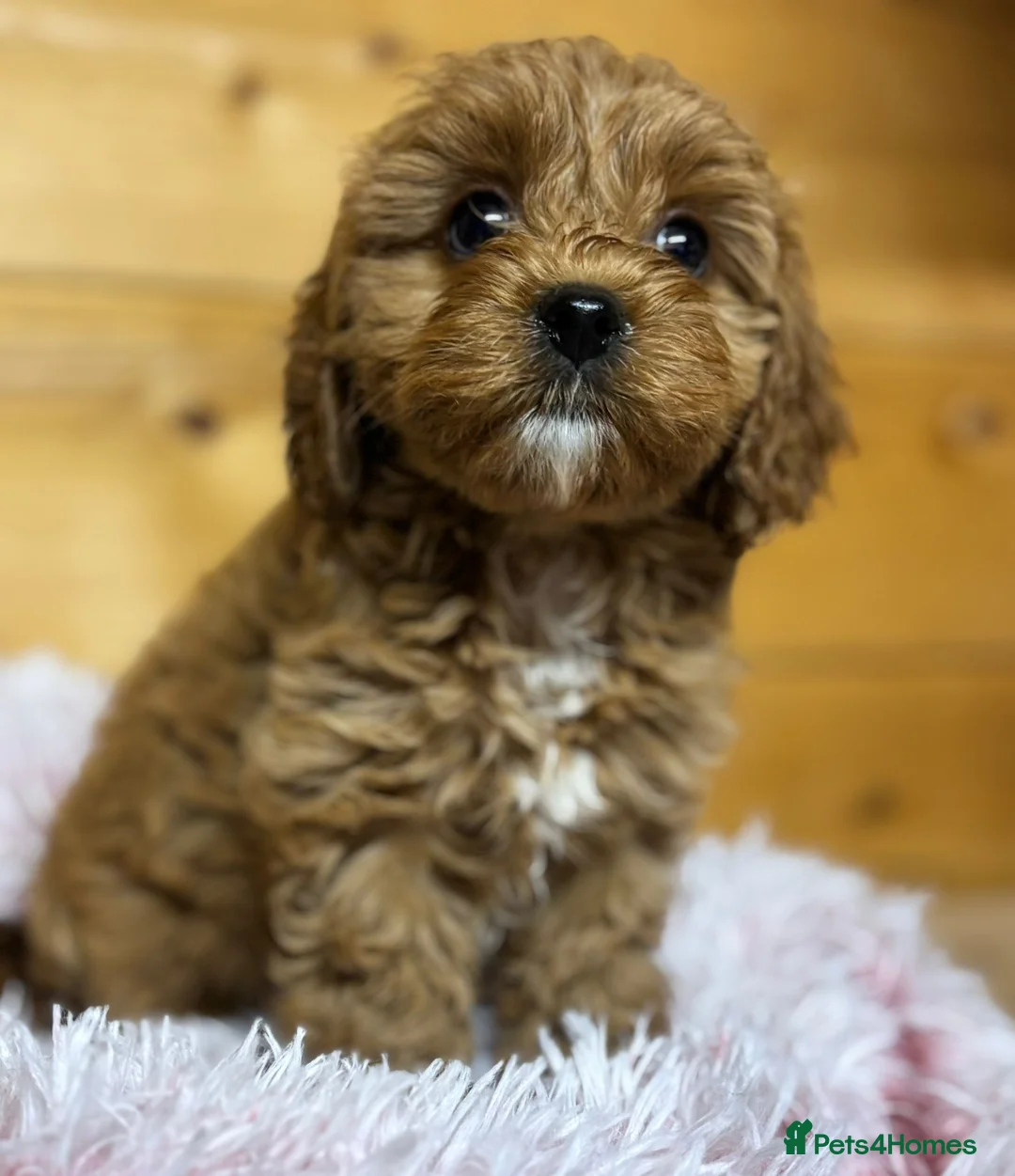 Cavapoo dogs for sale: F1 cavapoo puppies available. - Advert 4