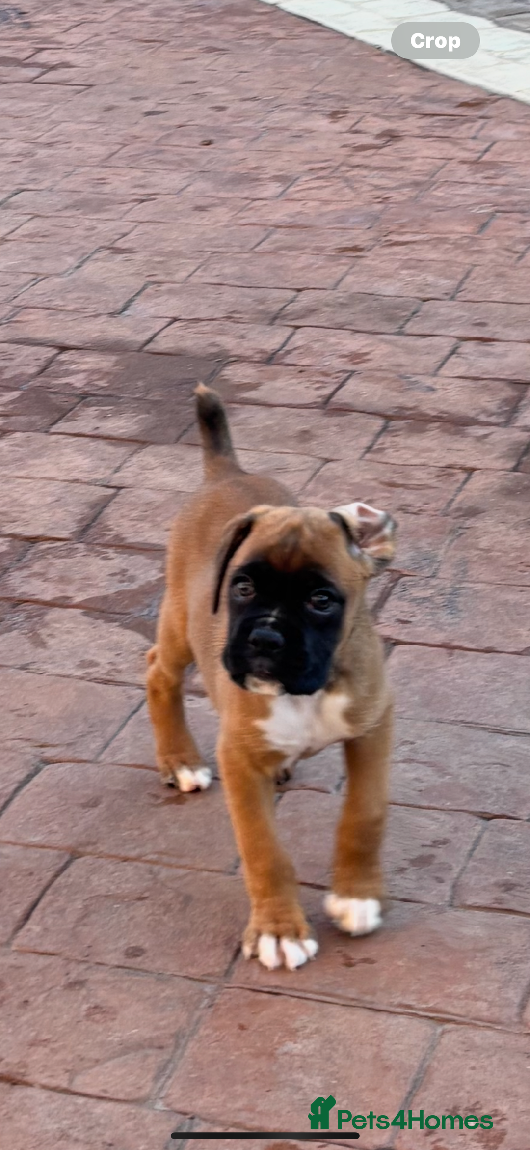 Boxer dogs for sale: Boxer pups  - Advert 1
