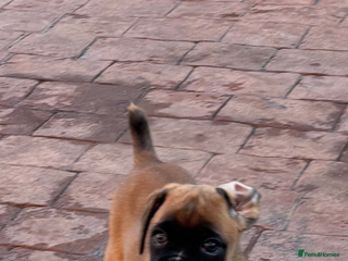 Boxer dogs Boxer pups - Advert 1