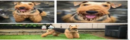 Airedale Terrier dogs for sale: ADORABLE KC REGISTERED AIREDALE PUPS - Advert 8