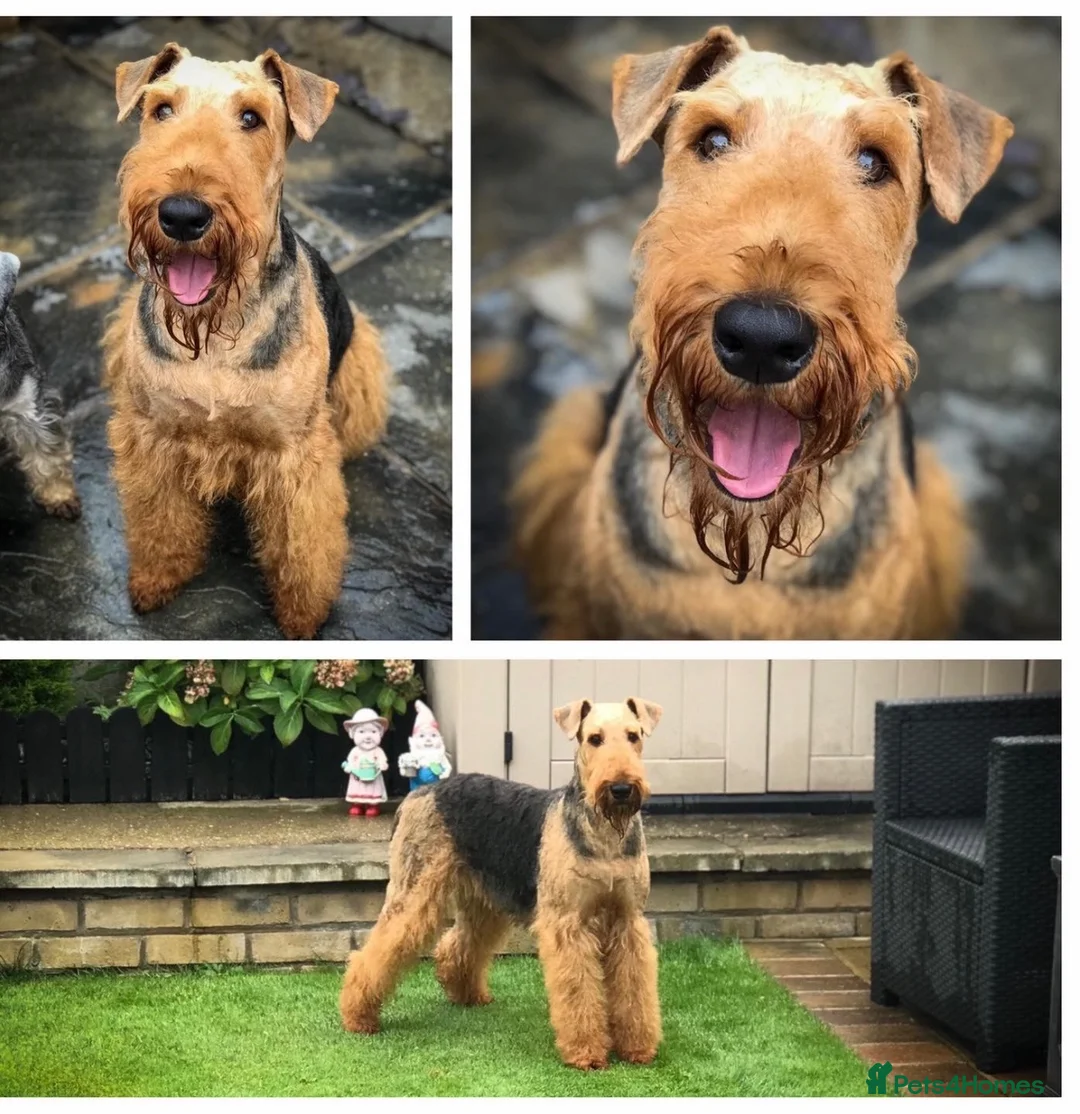 Airedale Terrier dogs for sale: ADORABLE KC REGISTERED AIREDALE PUPS - Advert 8