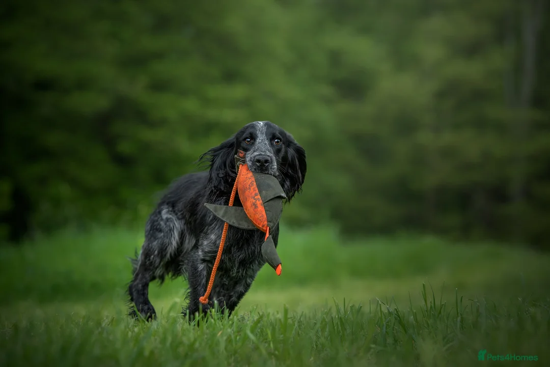 Cocker Spaniel dogs for stud: Handsome Paddy in Pershore - Advert 3
