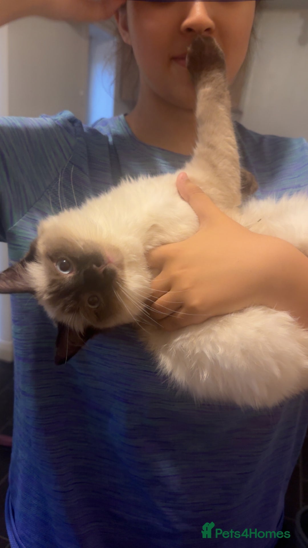 Ragdoll cats for sale: 17 week old male ragdoll kitten - Image 2