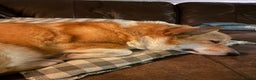 Welsh Corgi Pembroke dogs for sale: 5yo reactive Corgi needs loving, experienced owner - Advert 4