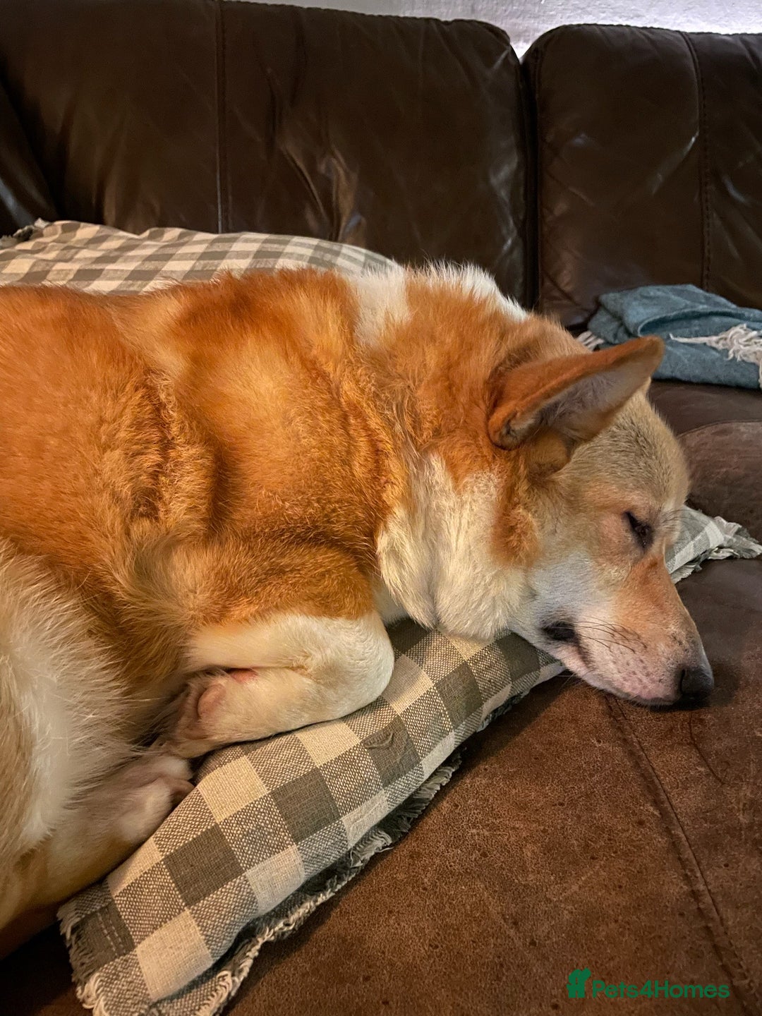 Welsh Corgi Pembroke dogs for sale: 5yo reactive Corgi needs loving, experienced owner - Advert 4