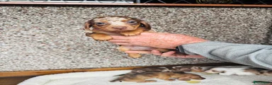 Dachshund 2