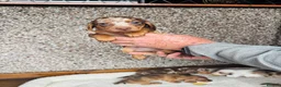 Dachshund dogs for sale: Stunning litter of dachshund pups  - Advert 7