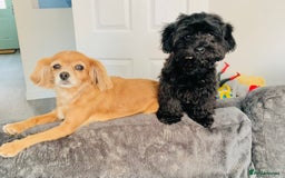 Shihpoo dogs for sale: George Male shih Tzu age 6 months  - Image 4