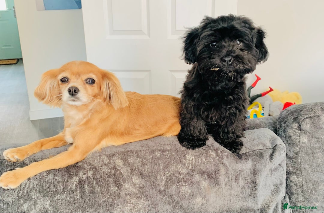 Shihpoo dogs for sale: George Male shih Tzu age 6 months  - Image 4