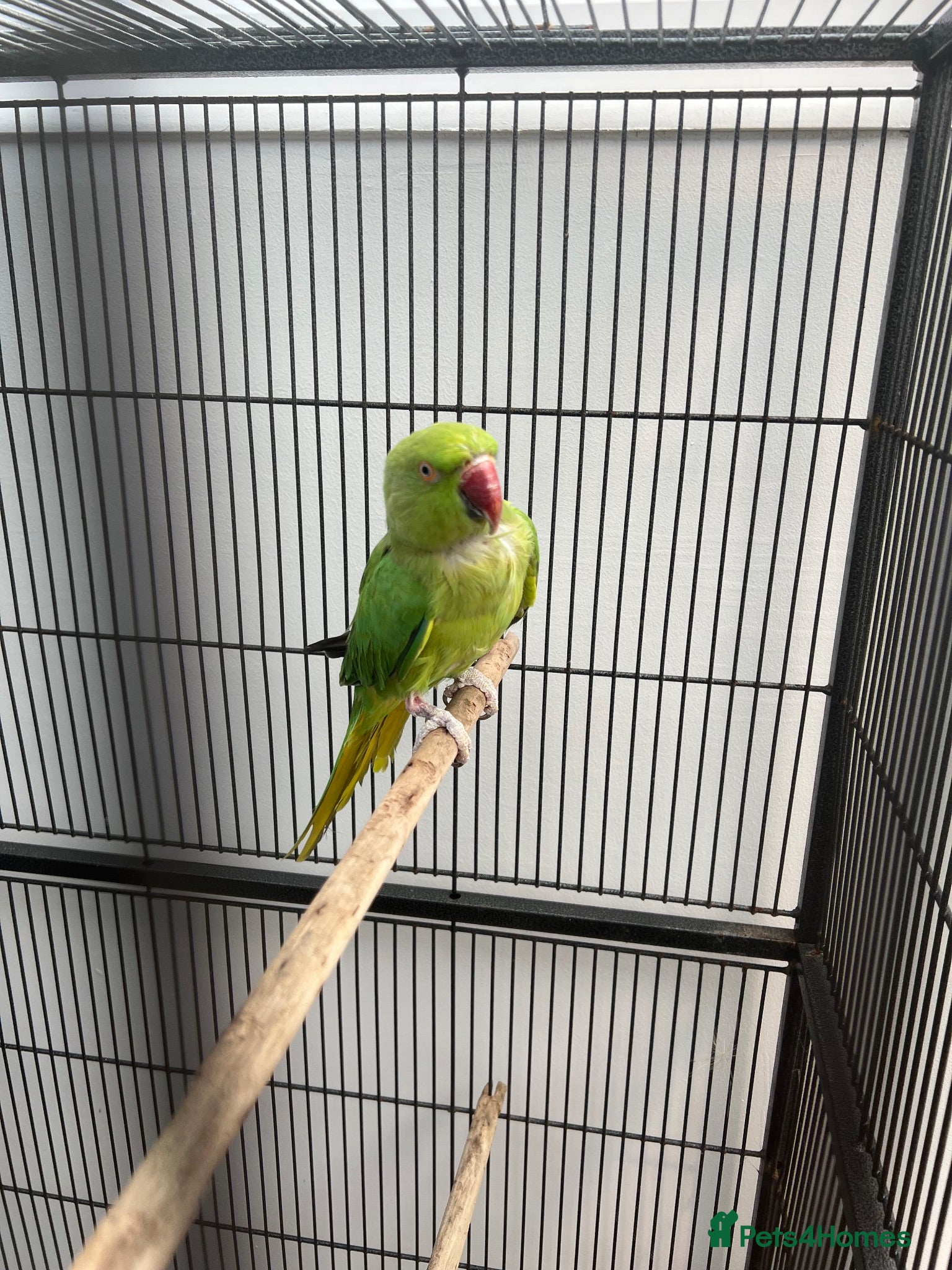Mixed Breed birds Indian ringneck and Alexandrine parrot  - Advert 2