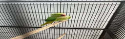 Mixed Breed birds for sale: Indian ringneck and Alexandrine parrot  - Advert 1