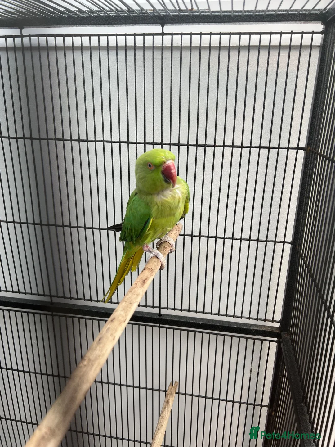 Mixed Breed birds for sale: Indian ringneck and Alexandrine parrot  - Advert 1