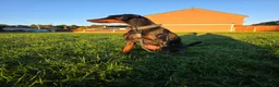 Dobermann dogs for sale: Bear  - Advert 2