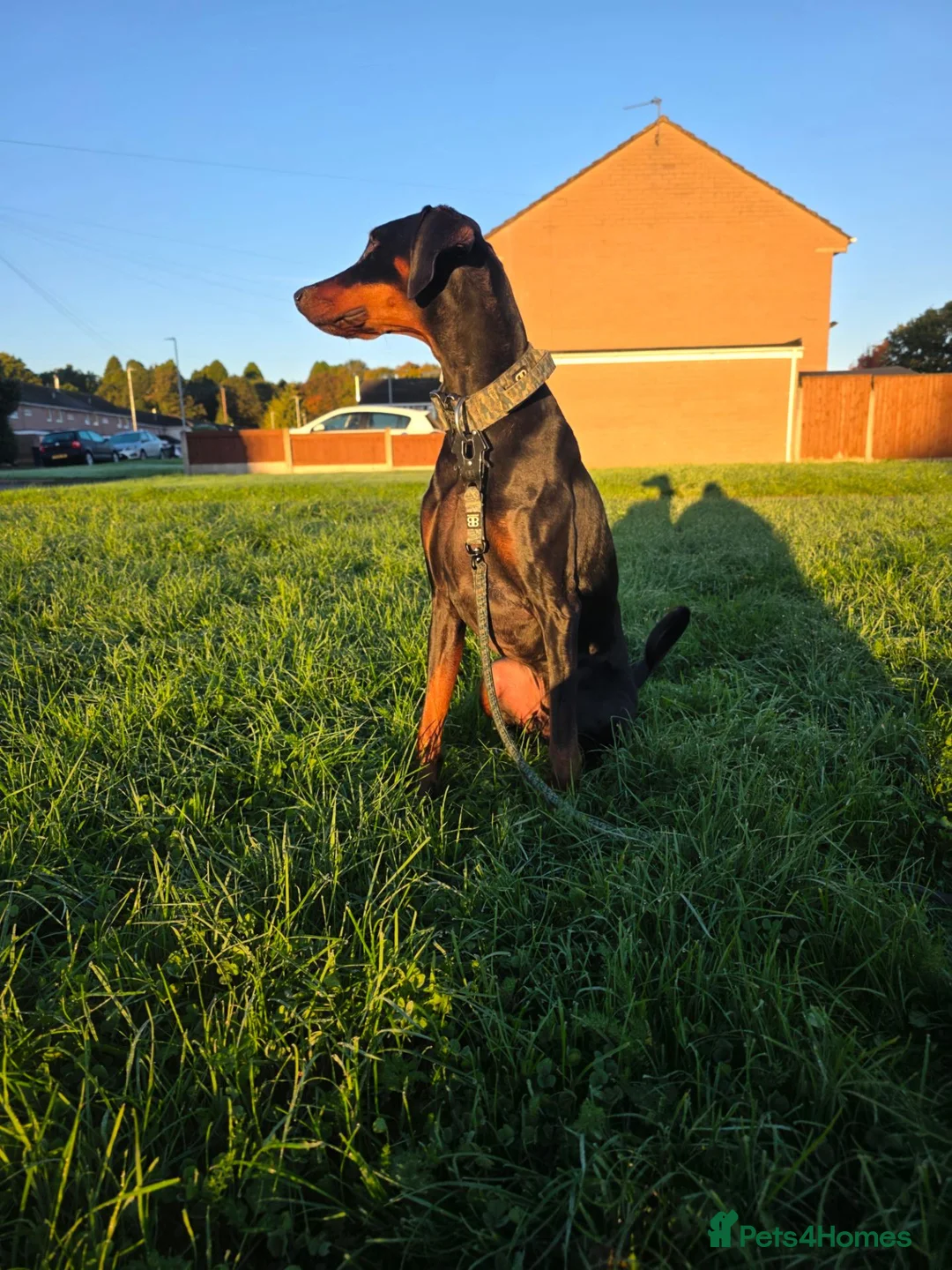 Dobermann dogs for sale: Bear  - Advert 2