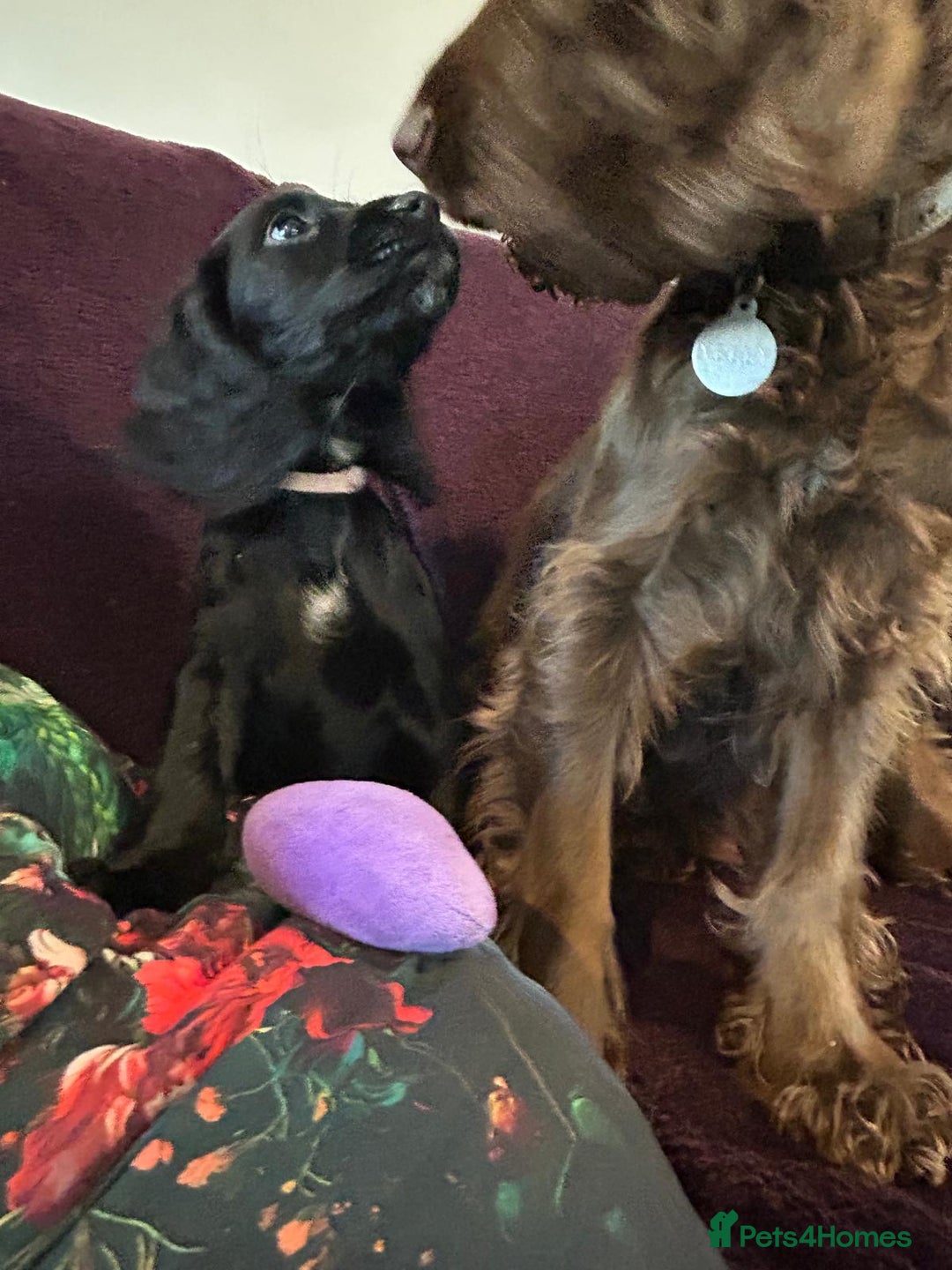Cocker Spaniel dogs for sale: Working cocker spaniel puppies - Only 3x pups left - Image 39