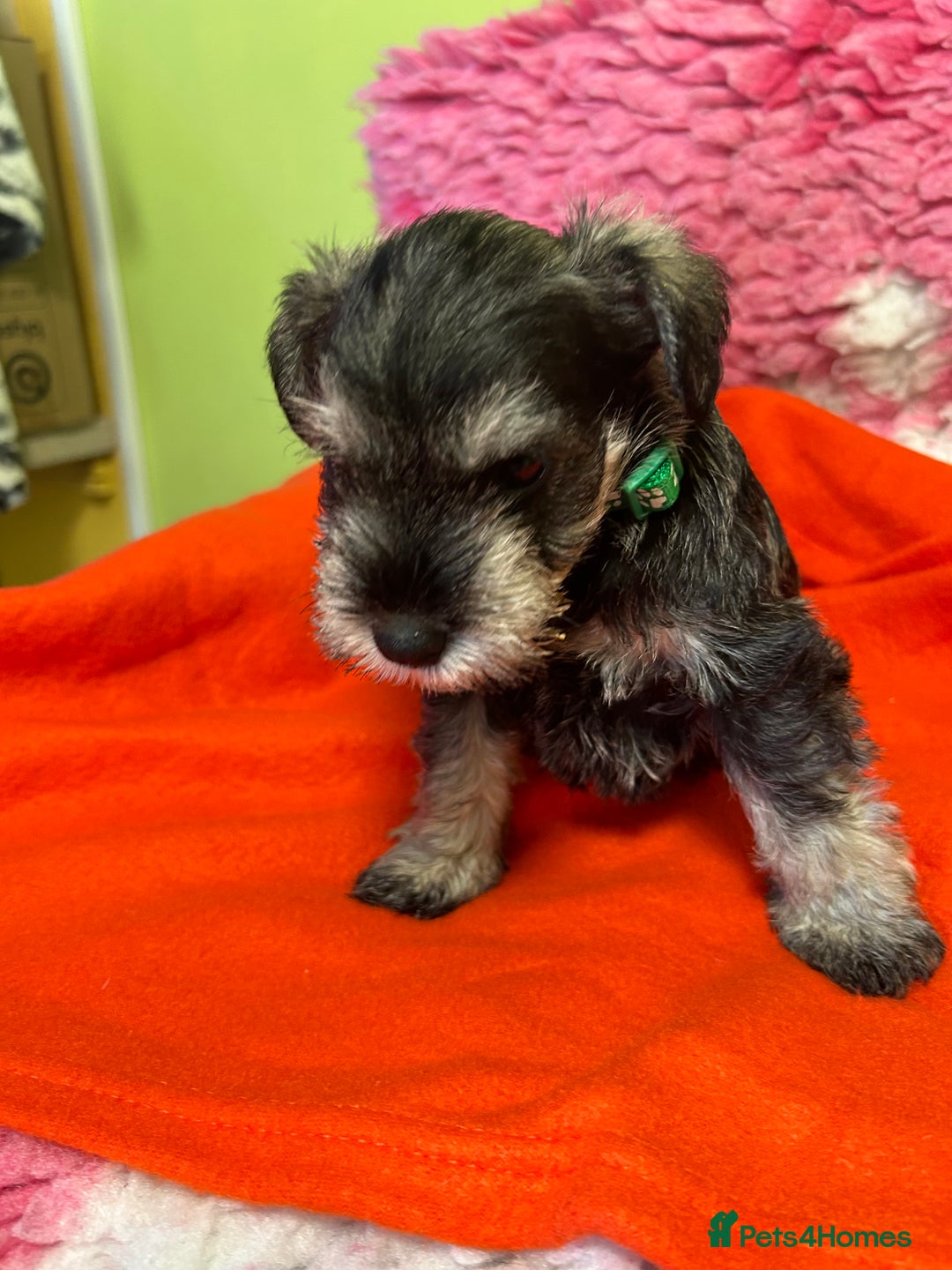 Miniature Schnauzer dogs for sale: KC reg ,health checked miniature schnauzer puppies - Image 2