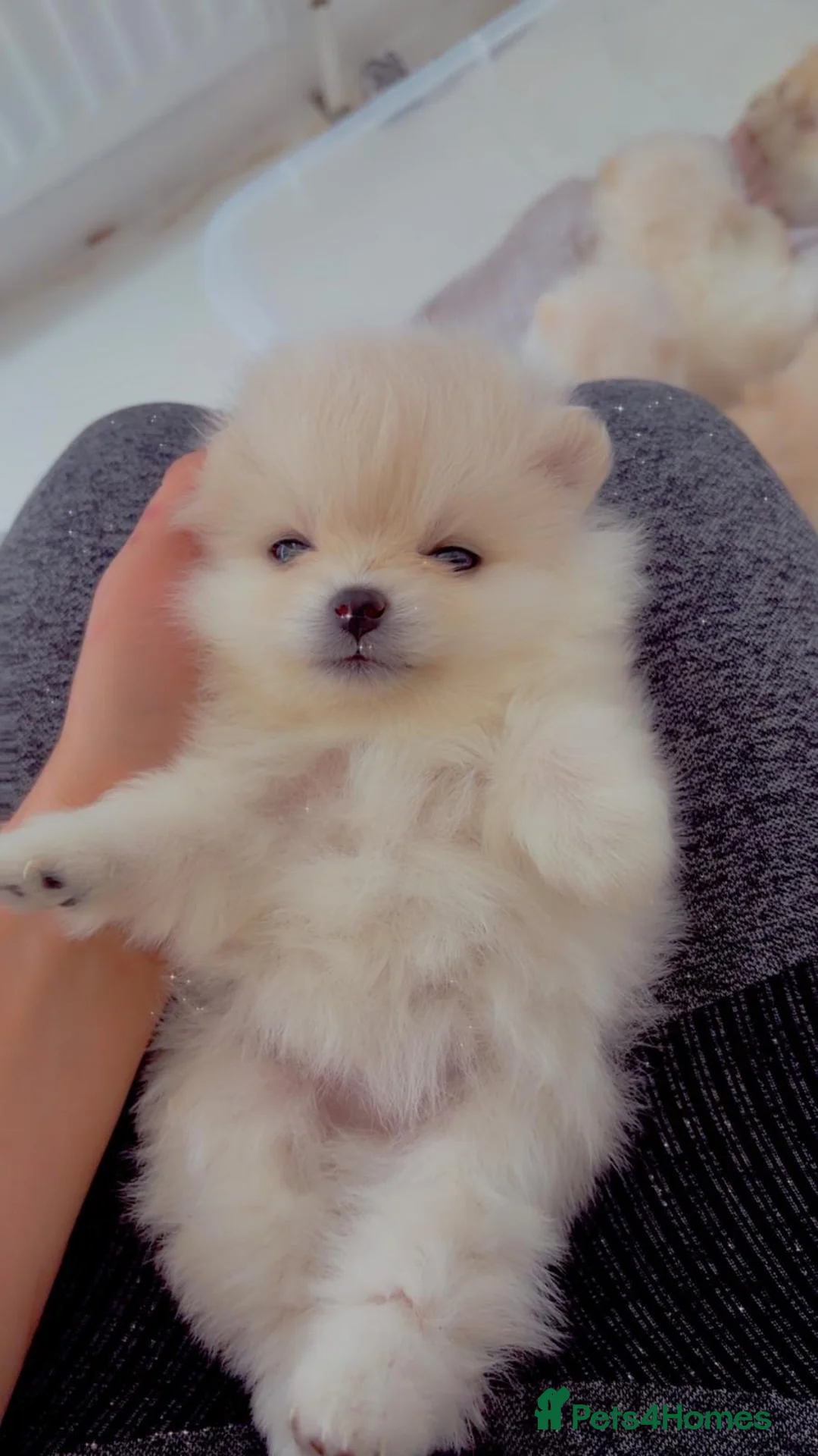 Pomeranian dogs for sale: 5 beautiful pomeranian puppy’s 💖💙 in Royston - Advert 2