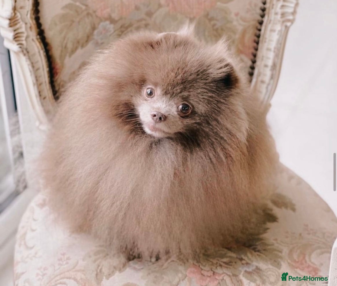 Pomeranian dogs LOUIE russian import lilac Pomeranian  in Willenhall - Advert 2