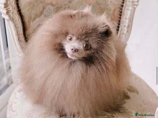 Pomeranian dogs in Willenhall - Advert 24
