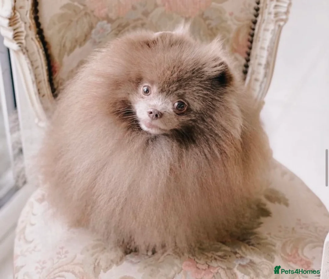 Pomeranian dogs for stud: LOUIE russian import lilac Pomeranian  in Willenhall - Advert 1