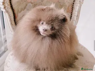 Pomeranian dogs for stud: LOUIE russian import lilac Pomeranian - Advert 2