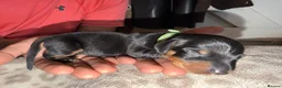 Dachshund dogs for sale: Dachshund Puppies – 2 Reserved, Family Raised - Advert 15