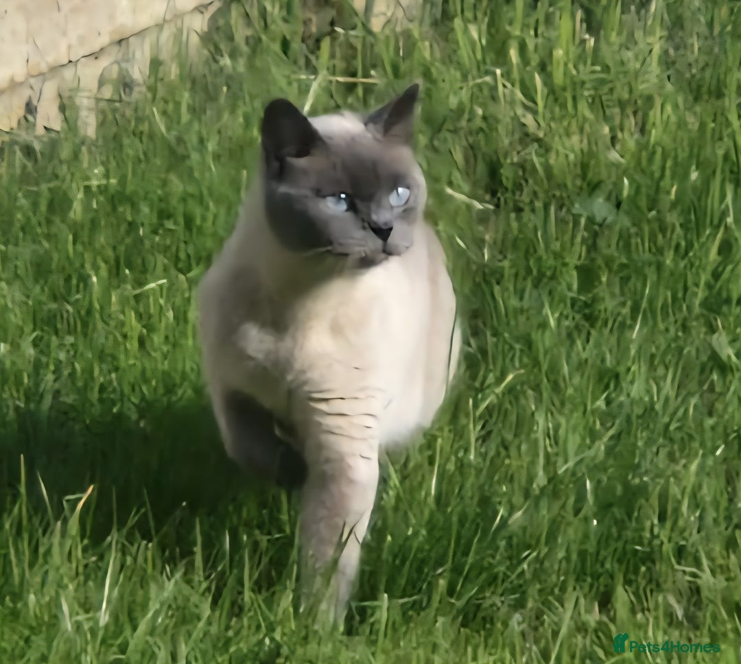 British Shorthair cats for sale: British Shorthair Cats for sale - Image 14