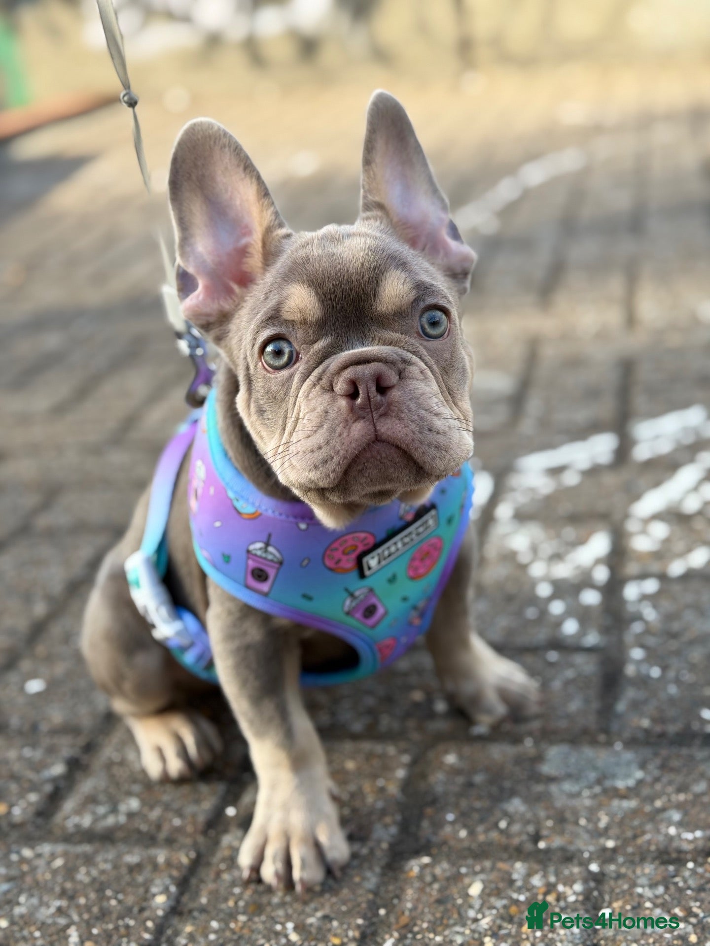 French Bulldog dogs KC Fully health clear French bulldog female - Advert 2