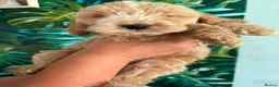 Cockapoo dogs for sale: F1 Cockerpoos  - Advert 12
