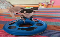 British Shorthair cats for sale: Cat  🤩 - Image 4