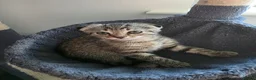Scottish Fold cats for sale: *READY SOON* Beautiful Grey Scottish Fold Kittens - Advert 5