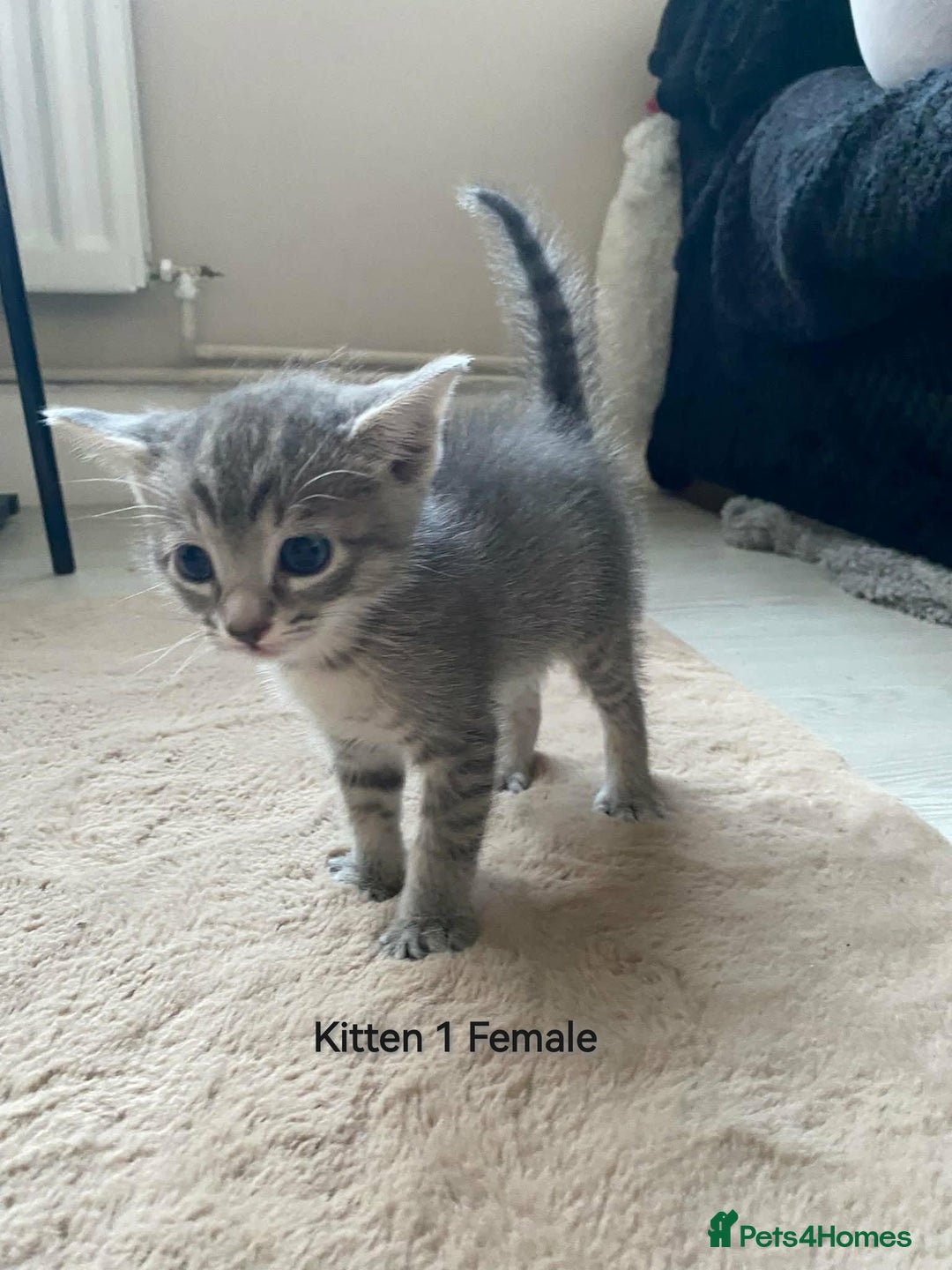 Mixed Breed cats for sale: Siamese Bengal mix kittens  - Advert 7