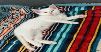 Ragdoll cats - Advert 19