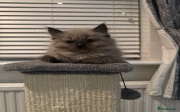 Ragdoll cats for sale: Stunning Female Seal Mink Ragdoll Kitten  - Image 8