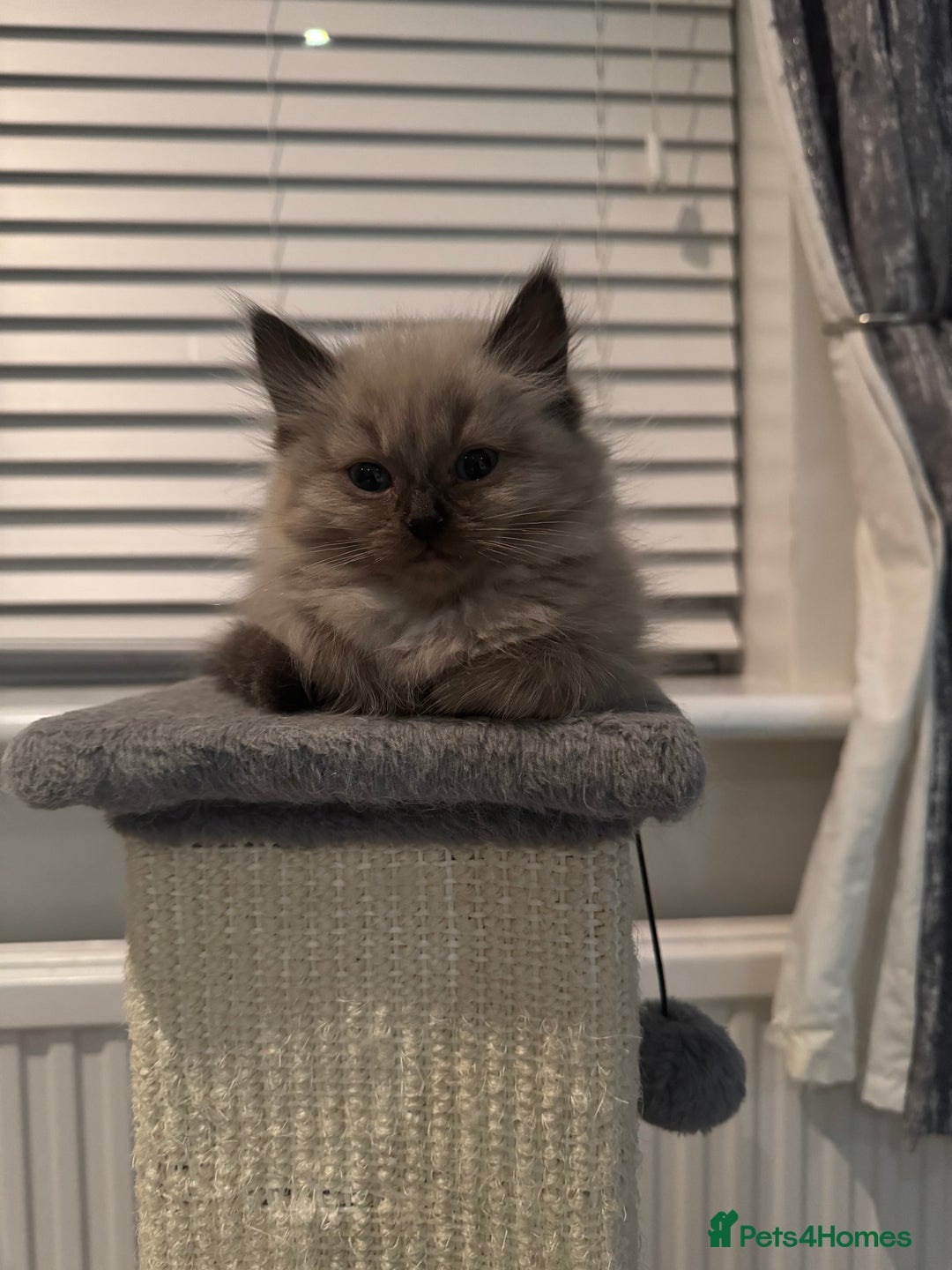 Ragdoll cats for sale: Stunning Female Seal Mink Ragdoll Kitten  - Image 8