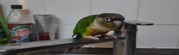 Conures birds for sale: Two lovely green cheek conures - Advert 8