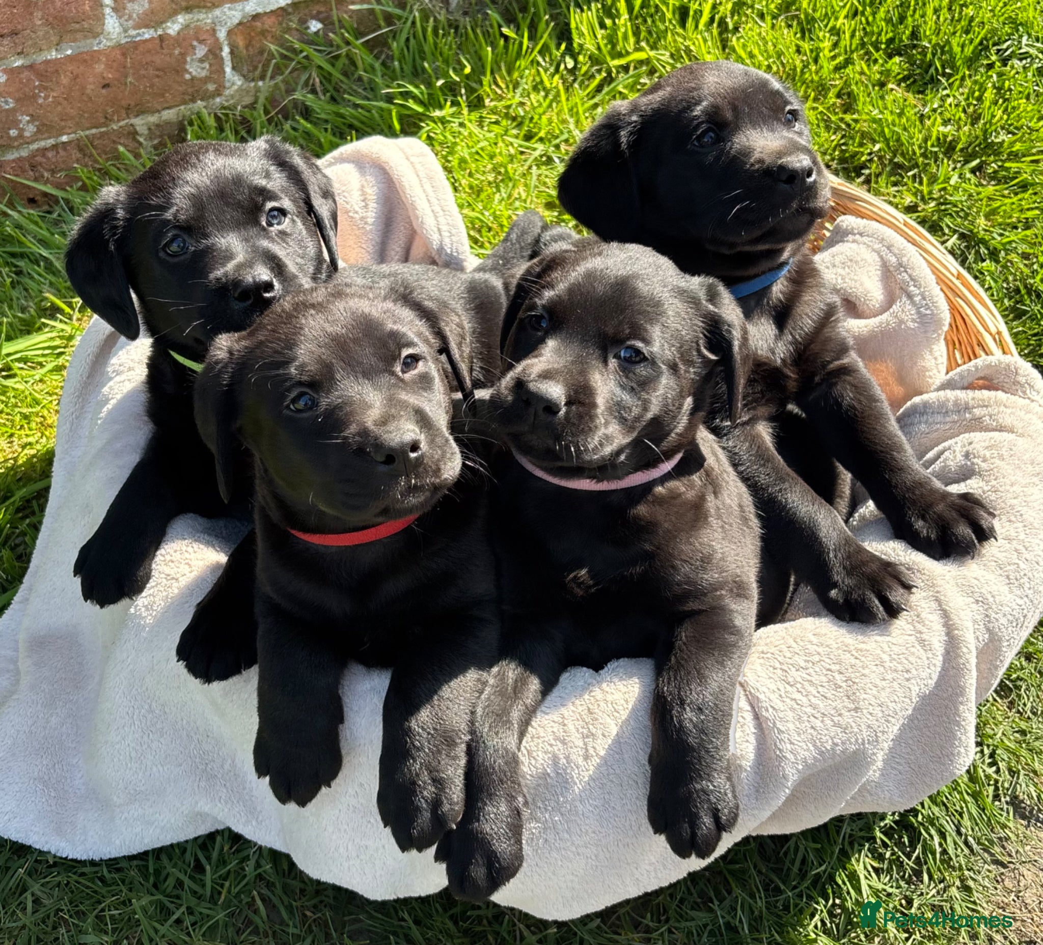Labrador Retriever dogs Gorgeous Black Labs KC Registered Outstanding Hips - Advert 7