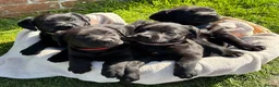 Labrador Retriever dogs for sale: Gorgeous Black Labs KC Registered Outstanding Hips - Advert 1