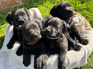 Labrador Retriever dogs Gorgeous Black Labs KC Registered Outstanding Hips - Advert 1