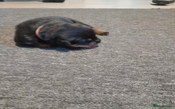 Rottweiler dogs for sale: Rottweiler  - Image 8
