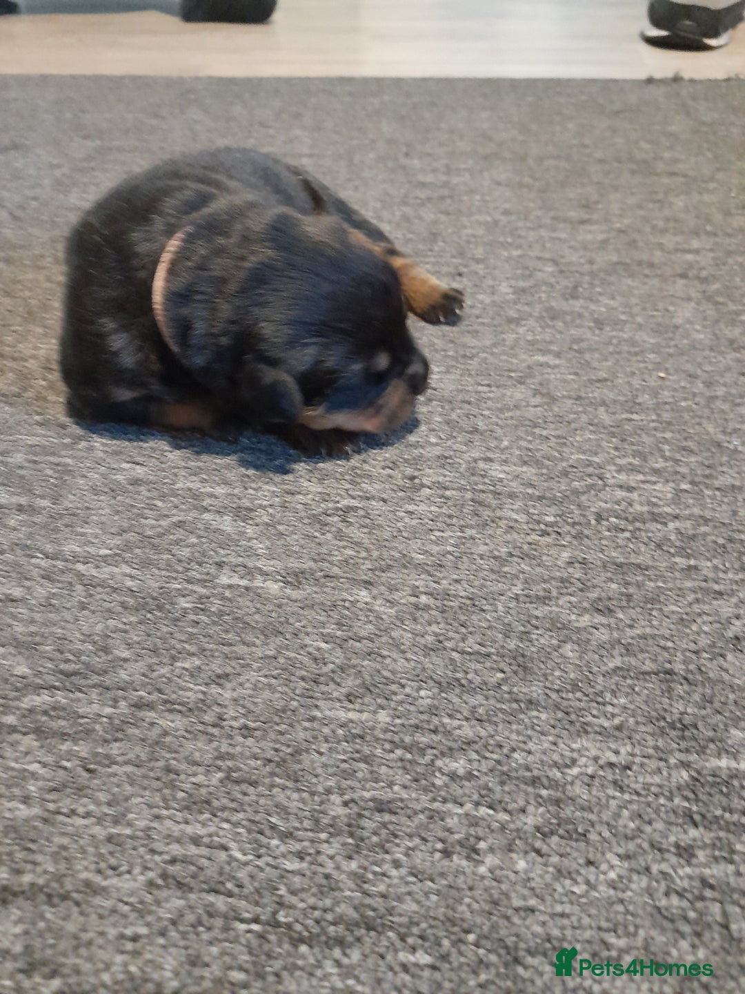 Rottweiler dogs for sale: Rottweiler  - Image 8