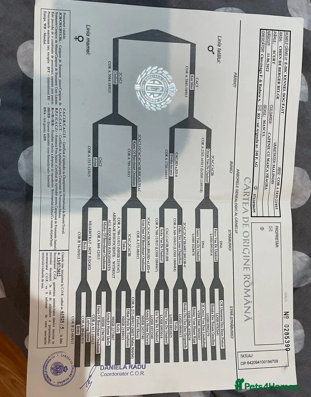 Belgian Shepherd Dog dogs for sale: Belgium malanios  - Advert 10