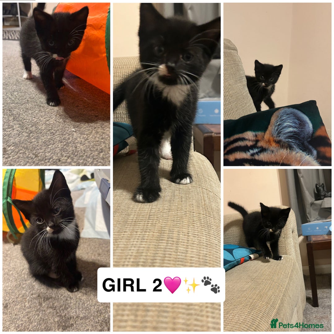 British Shorthair cats for sale: ✨4 BEAUTIFUL KITTENS✨ - Image 2