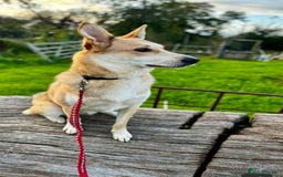 Mixed Breed dogs for adoption: Handsome Romolus  - Image 8
